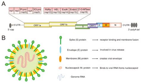 porcvd|Immune responses to porcine epidemic diarrhea virus (PEDV) in .